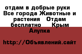 отдам в добрые руки - Все города Животные и растения » Отдам бесплатно   . Крым,Алупка